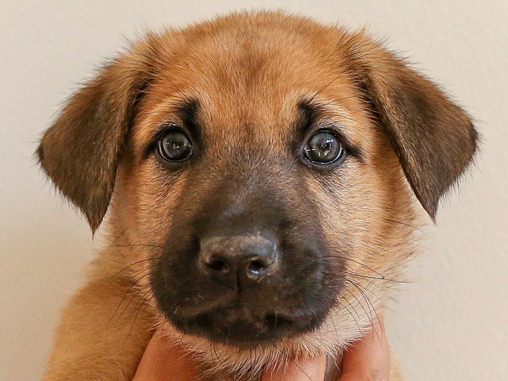 chinook puppy